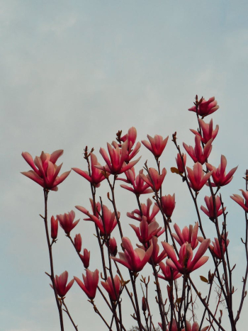 Magnolia Liliiflora Tree under a Cloudy Sky