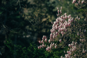 Magnolia Tree Branch Blooming Magnolia Tree Branch Blooming