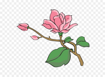 Magnolia Tree Euclidean vector - Magnolia Magnolia Tree Euclidean vector - Magnolia