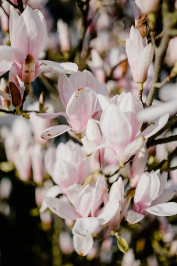 Magnolia tree in bloom Magnolia tree in bloom