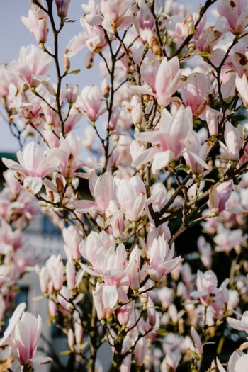 Magnolia tree in bloom Magnolia tree in bloom