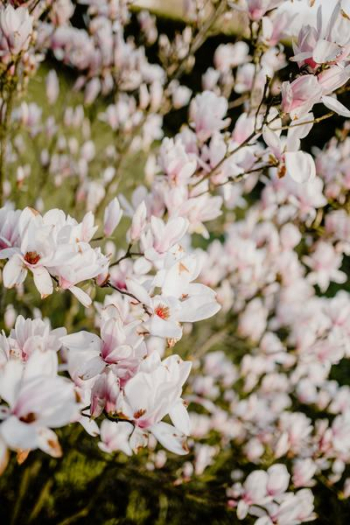 Magnolia tree in bloom Magnolia tree in bloom