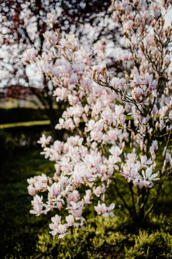 Magnolia tree in bloom Magnolia tree in bloom