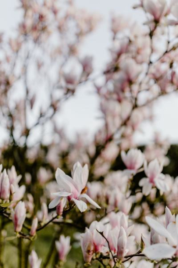 Magnolia tree in bloom Magnolia tree in bloom