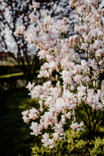 Magnolia tree in bloom Magnolia tree in bloom