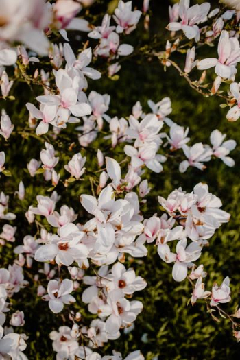 Magnolia tree in bloom Magnolia tree in bloom