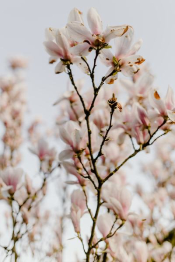 Magnolia tree in bloom Magnolia tree in bloom