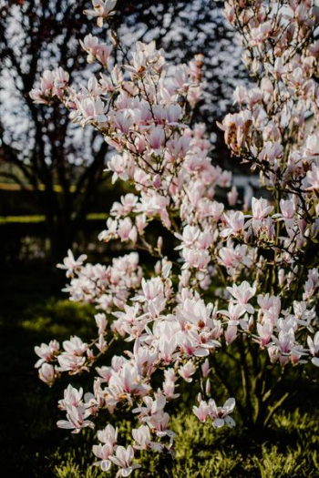 Magnolia tree in bloom Magnolia tree in bloom