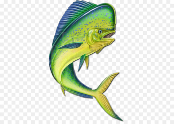 Mahi-mahi fishing Clip art - Mahi-mahi Mahi-mahi fishing Clip art - Mahi-mahi