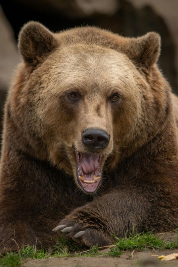 Majestic Grizzly Bear Roaring in the Wilderness
