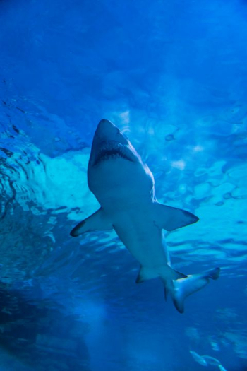 Majestic Shark Swimming Underwater Majestic Shark Swimming Underwater