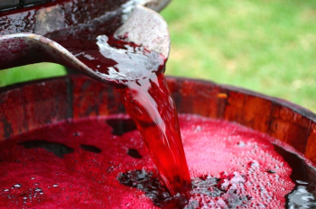 Making wine Making wine