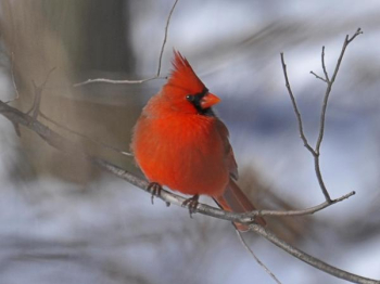 Male Cardinal in Winter.JPG Male Cardinal in Winter.JPG
