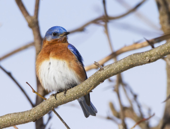 Male eastern bluebird. Free public | Free Photo - rawpixel Male eastern bluebird. Free public | Free Photo - rawpixel