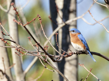 Male Eastern bluebird. Free public | Free Photo - rawpixel Male Eastern bluebird. Free public | Free Photo - rawpixel