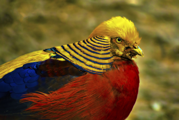 Male Golden Pheasant Male Golden Pheasant