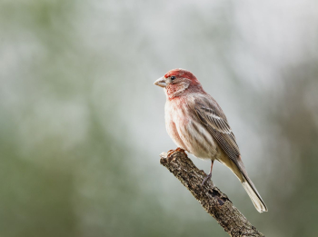 Male house finch bird. Free | Free Photo - rawpixel Male house finch bird. Free | Free Photo - rawpixel