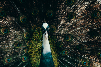 Male Peacock Photography Male Peacock Photography