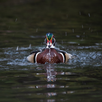 Mallard Mallard