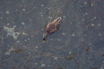 Mallard Diving Mallard Diving