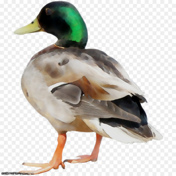 Mallard Duck Beak Fauna Feather - Mallard Duck Beak Fauna Feather -