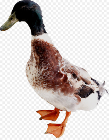 Mallard Duck Goose Bird Verse - Mallard Duck Goose Bird Verse -