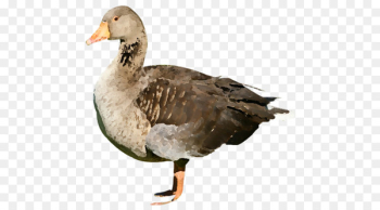 Mallard Duck Goose Portable Network Graphics American Pekin - duck 
