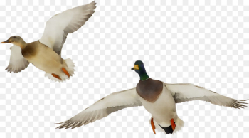 Mallard Duck Image Photography Goose - Mallard Duck Image Photography Goose -