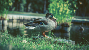 Mallard Duck Near Body of Water Mallard Duck Near Body of Water