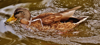 Mallard Duck on Body of Water Mallard Duck on Body of Water