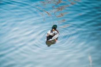 Mallard Duck on Body of Water Mallard Duck on Body of Water