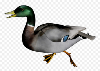 Mallard Goose Duck Fauna Beak - Mallard Goose Duck Fauna Beak -