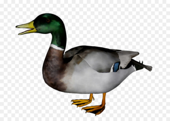 Mallard Goose Duck Fauna Beak - Mallard Goose Duck Fauna Beak -