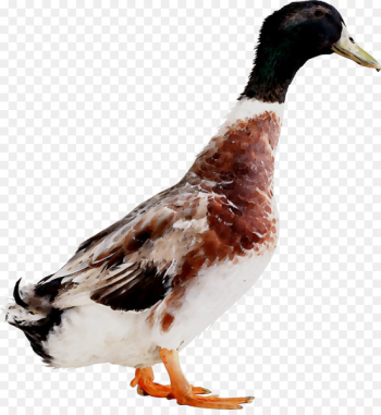 Mallard Goose Duck Fauna Feather - Mallard Goose Duck Fauna Feather -