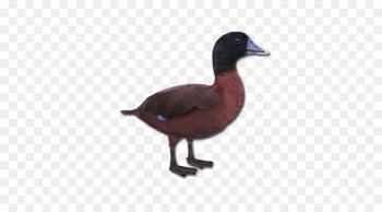 Mallard Goose Duck Fauna Feather - goose Mallard Goose Duck Fauna Feather - goose