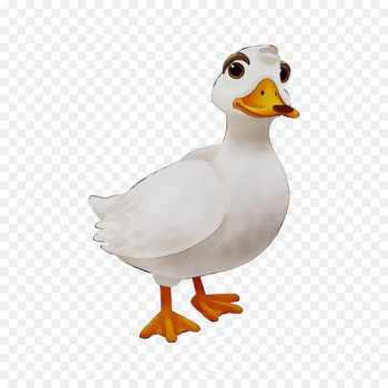 Mallard Goose Duck Feather Beak - Mallard Goose Duck Feather Beak -