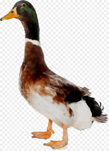 Mallard Goose Duck Wusheng County Catty - Mallard Goose Duck Wusheng County Catty -