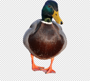 Mallard PNG File | PNG Mart Mallard PNG File | PNG Mart