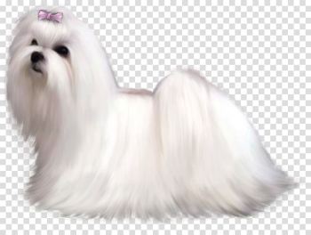 Maltese dog Bichon Frise Poodle West Highland White Terrier Beagle, cute animals transparent background PNG clipart