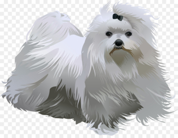 Maltese dog Havanese dog Little lion dog West Highland White Terrier Dog breed - puppy 