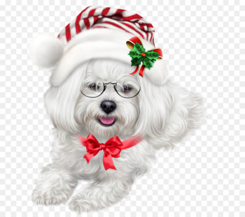 Maltese dog Shih Tzu Puppy Havanese dog Lhasa Apso - puppy Maltese dog Shih Tzu Puppy Havanese dog Lhasa Apso - puppy
