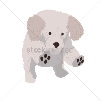 Maltese puppy Maltese puppy