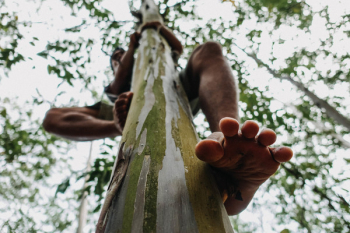 Man Climbing Tree Man Climbing Tree