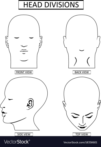 Man head divisions scheme vector image Man head divisions scheme vector image