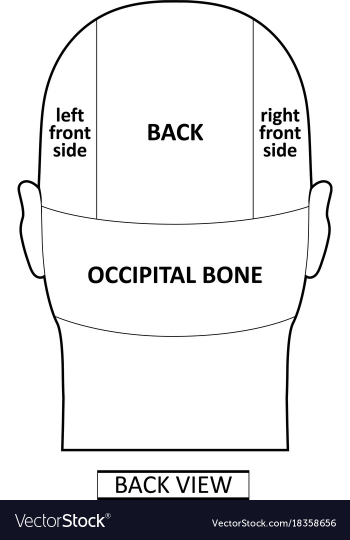 Man head divisions scheme vector image Man head divisions scheme vector image