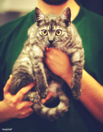 Man holding a chubby cat. Visit Kaboompics fo.. | Free stock photo - 435528 Man holding a chubby cat. Visit Kaboompics fo.. | Free stock photo - 435528