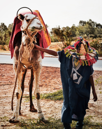 Man Holding Camel Man Holding Camel