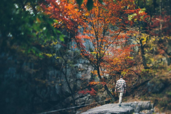 Man in Plaid Shirt Walking on Gray Concrete Pathway Near an Autumn Tree