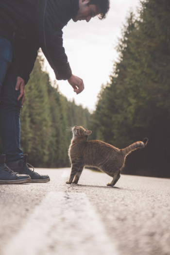 Man Near Orange Tabby Cat Man Near Orange Tabby Cat