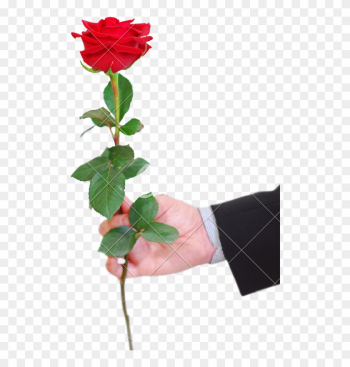 Man Red Rose - Give A Red Rose Man Red Rose - Give A Red Rose